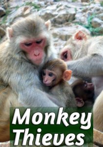 Обезьяны-воришки, Сезон 1 онлайн
